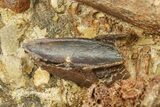 Sandstone with Hadrosaur Tooth, Tendon & Bones - Wyoming #283695-3